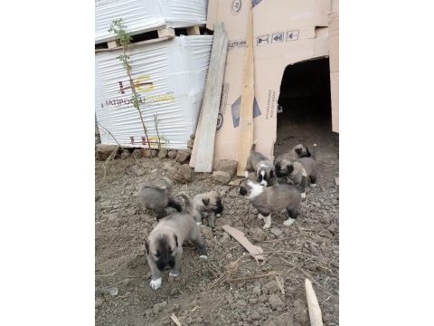 Yedi tombiş yavru yuvasını arıyor