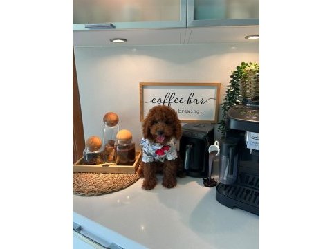 Toy poodle aşılı 4 aylık
