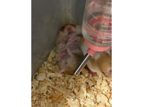 Antalya içi acil hamster ücretsiz sahiplendirme