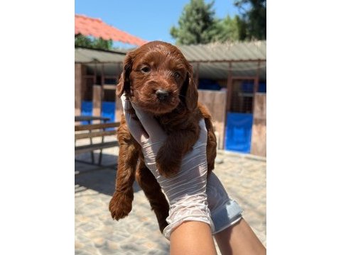 Maltipoo yavrularımız büyüdü