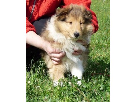 Rough collie ( lessie ) yavruları
