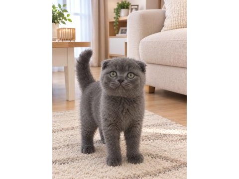 Kapıda odeme adrese teslım scottish fold