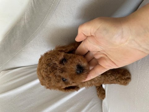 Toy poodle yavrularımız yeni yuvasına gitmeye hazır