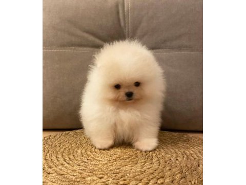 Pomeranian boo teddy