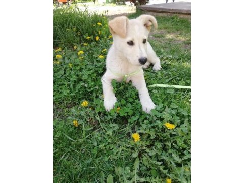 Labrador kırması