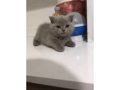 Scottish fold erkek bebek