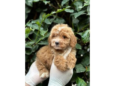 Boncuk gözlü orjinal maltipoo yavrularımız