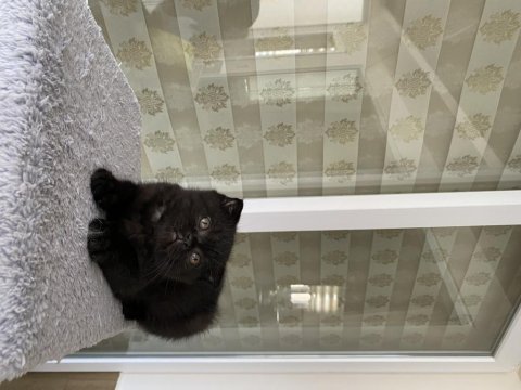 2 aylık kömür scottish fold oğluşum