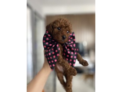 Dişi -erkek yavru toy poodle yavrularımız 