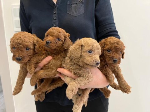 A kalite poodle