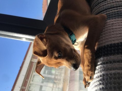 Ücretsiz sahiplendirme pinscher