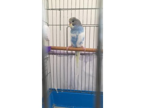 Yavru erkek muhabbet kuşu