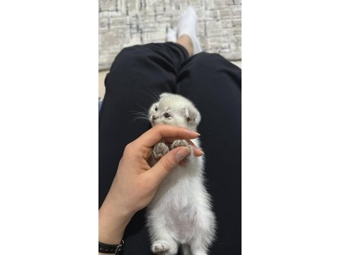 Ciddi alıcı arasın scottish fold