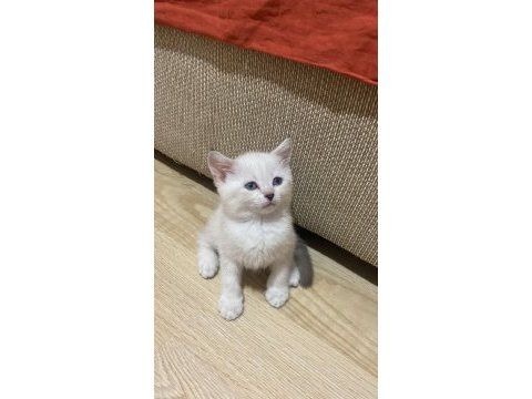 Beyaz mavili bir kedicik