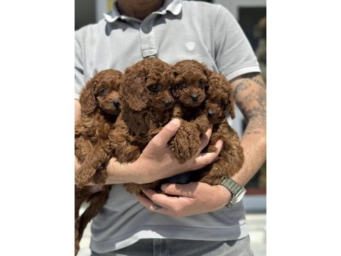 Petmode köpek çiftliğinde ziyarete açık toy poodle