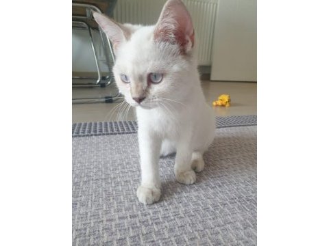 Ücretsiz sahiplendirme british shorthair