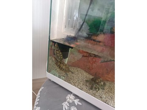 Su kaplumbağası çok iyi bakıldı