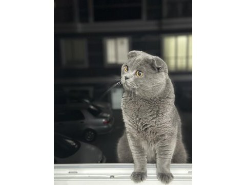 2 yaşında scottish fold