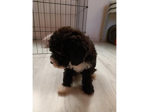2 aylık poodle ayarında maltipoo