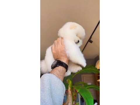 Pomeranian boo köpeğimiz
