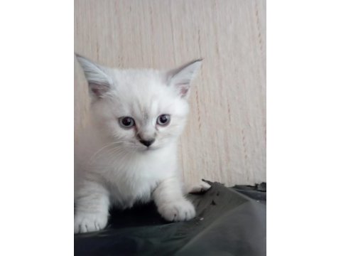 British shorthair yavrular