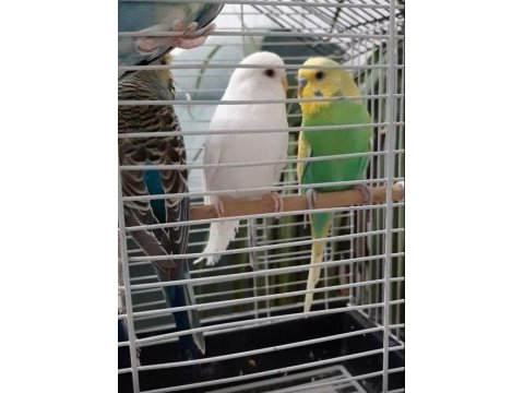 4 adet yavru muhabbet kuşu