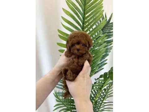 Toy poodle teacup
