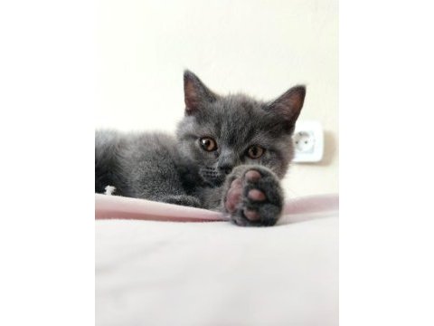 British longhair 54 günlük
