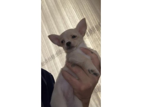 3.5 aylık chihuahua yavrular tarsus