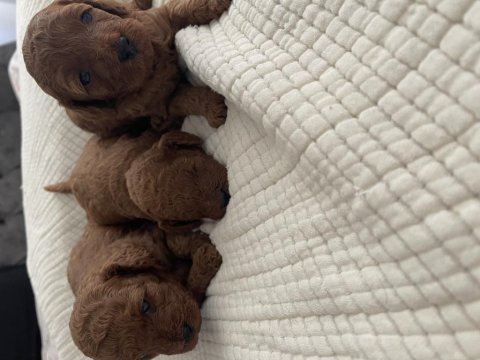 Kıvırcık toy poodle bebekler