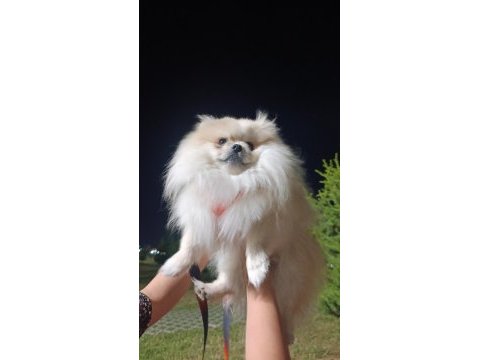Pomeranian boo köpeğimiz acil