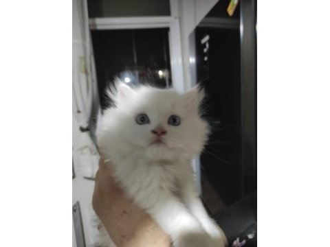 2 aylık 50 günlük chinchilla