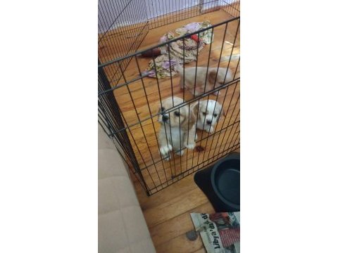 2.5 aylık american cocker yavrularımız yuva arıyor