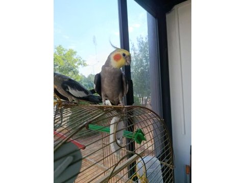 Yetişkin erkek sultan papağanı 2 yaşında