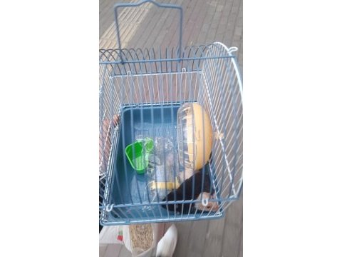 Yavru hamster