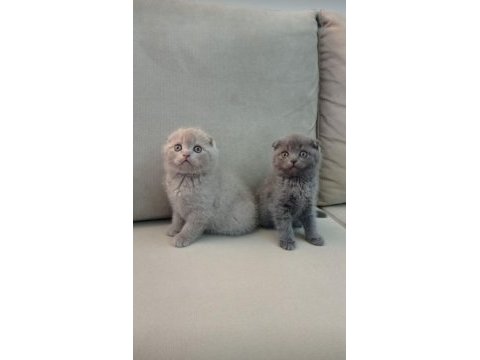 2 erkek kardeş scottish fold