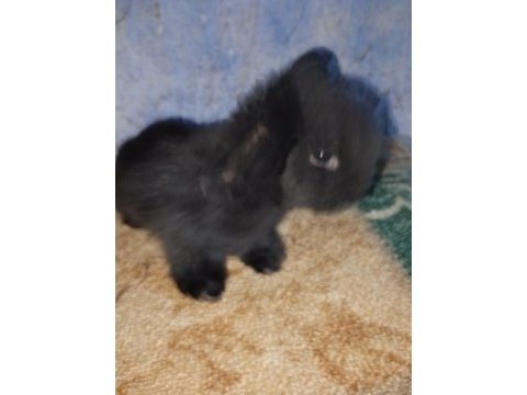 Teddy lop tavşanı yavrular mavi goz