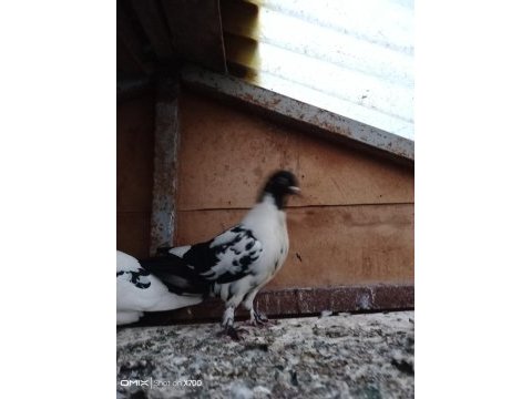Oynak satılık saya güvercin var