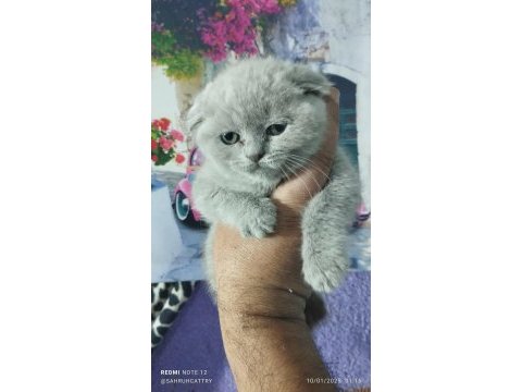 Fawn ve blue british shorthair yavrularım hazır