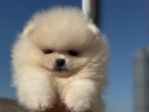 Çağrı çemçem in sizin için seçtiği özel yavrular 