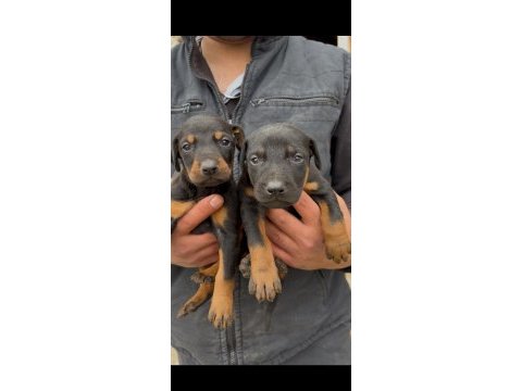 Asil ve güçlü doberman yavrular yeni yuvasını arıyor