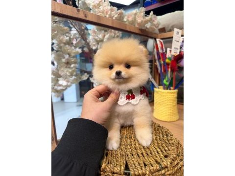 3 aylık pomeranian krem - beyaz ırk ve sağlık garanti