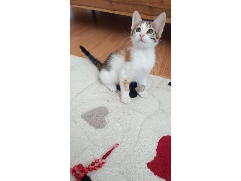 Kedimizi kim sahiplenmek ister