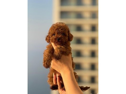 Teacup boy aşılı wc eğitimli premıum poodle