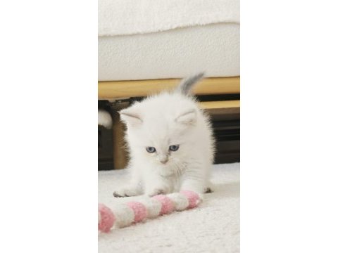 Scottish fold tatlışlerim