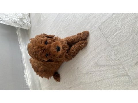 Anne altından toy poodle yavrumuz