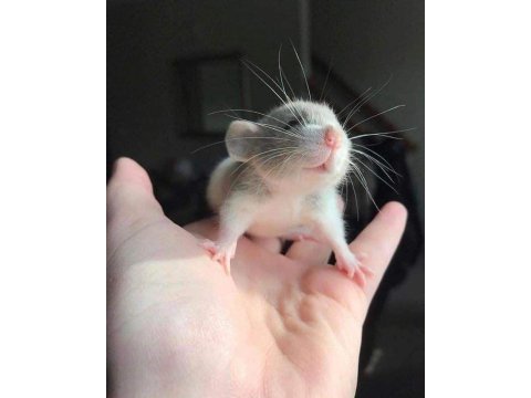 Rat - dumbo rat yavrular ve malzemeleri adrese teslim var