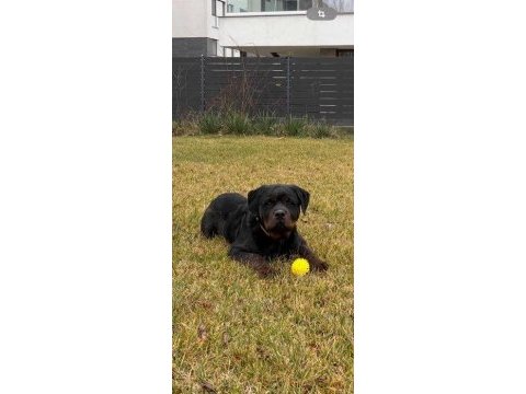 Harika rottweiler bebek köpekler
