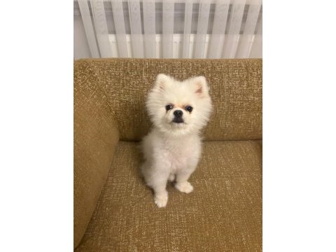 Acil 10 aylık pomeranian