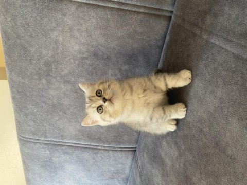 2 aylık dişi british shorthair